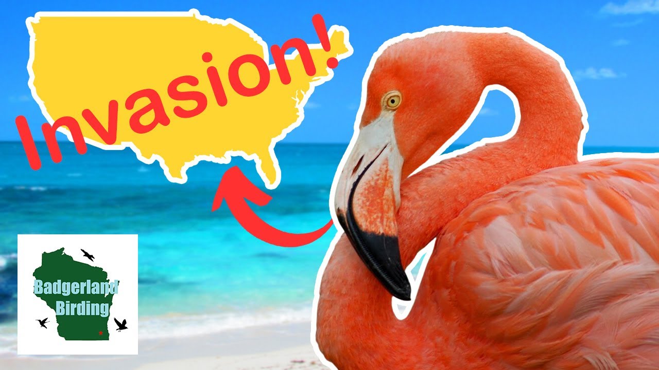 Why Are Flamingos Invading the United States?!?
