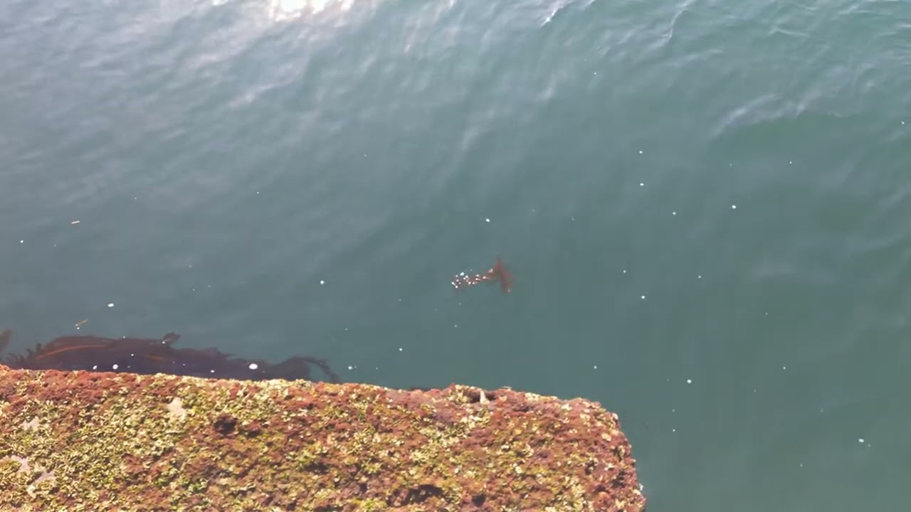 【御宿日記】堤防から覗き込むと🦐2026年2月21日