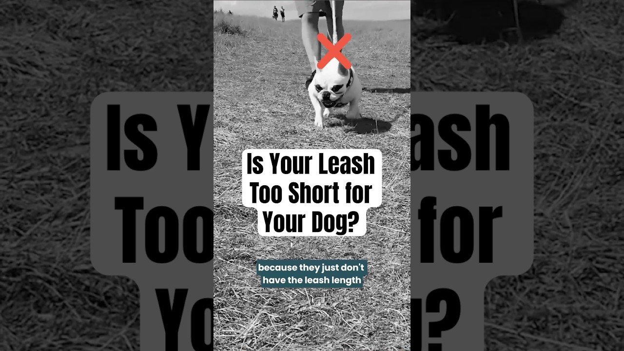 What length is your dog's standard leash? 4 ft? 6 ft? 10 ft? Drop in comments! 