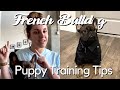 French Bulldog Puppy Training Tips | EXPLAINED + STORY TIME の動画、YouTube動画。