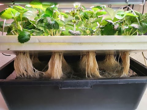 How you easily can build your own inexpensive Hydroponic System Deep Water Culture (DWC) DIY