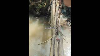 Download Lagu Ora peduli thell gathell #mancing #fishing #mancingmania #fypage #shorts MP3