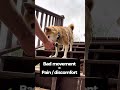 Stop Letting Your Dog Run Up the Stairs 🐕