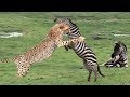 أم زيبرا حفظ طفلها من الصيد الفهد الجياع Animal Africa 
