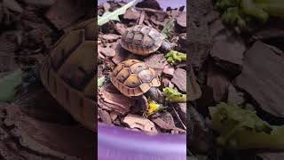 Mahmuzlu Akdeniz Kaplumbağası (Testudo graeca)