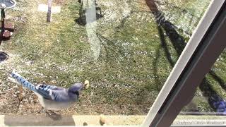Blue Jay makes a Cooper's Hawk call before taking a peanut - 1/25/2019