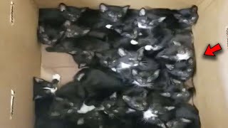 Shelter Receives Box of Kittens  There Were 39 in Total!