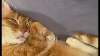 Snoring Cat