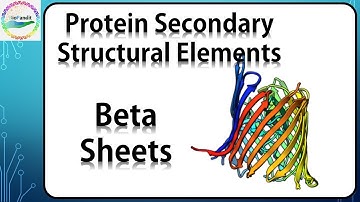 Beta Sheets in Proteins