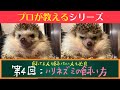 【徹底解説】プロが教える動物【ハリネズミ】の飼い方