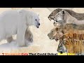 7 strongest cats in history that could defeat a polar bear  big cats that can kill polar bears