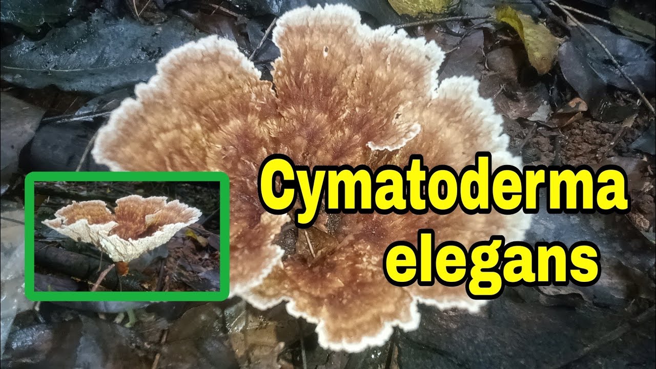 Cymatoderma elegans