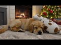 Soothing Dog Music for Sleep | Calm Dogs, Reduce Stress &amp; Anxiety