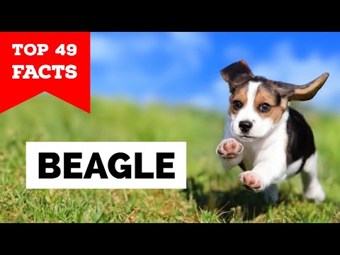 Video: Hvem er en beagle-maskeret danser?