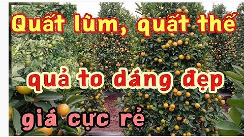 vườn quất lùm quất thế đẹp giá cực ưu đãi xin liên hệ với chủ vườn. quất tết quất cảnh 2022