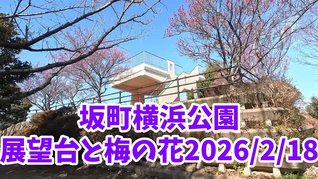 坂町横浜公園の展望台と梅の花　開花状況　2026/2/18　寿し秀さんの昼定食700円！金輪島、黄金山、広島大橋が見える　#観光　#ランチ　#眺望
