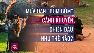 Xem chó nghiệp vụ của cảnh sát cơ động chiến đấu dưới làn mưa đạn, băng qua mìn nổ | VTC Now