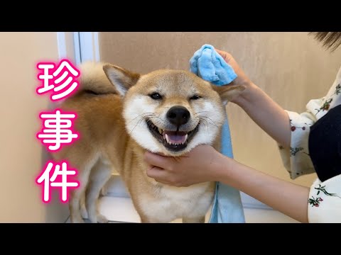 楽しいGWのはずがまさかの悲劇に見舞われ散々な柴犬が可愛い