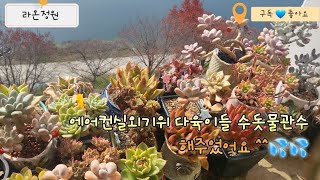 23.10.31  에어컨실외기위 다육이들 수돗물관수했어요^^ 다육 succulent 다육식물 korean succulent plants