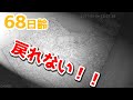 【音量注意】産室の奥の部屋に入ってしまい鳴き叫ぶ赤ちゃん【68日齢】Polar Bear Baby Growth Record(Day 68)