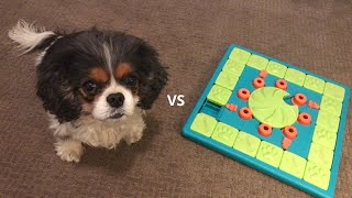 Dog vs Puzzle  Base Level