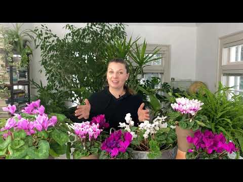 Wideo: Garbarnia Sumpia: pielęgnacja, reprodukcja, zdjęcia i recenzje ogrodników