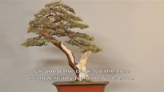 Juniperus virginiana - YouTube