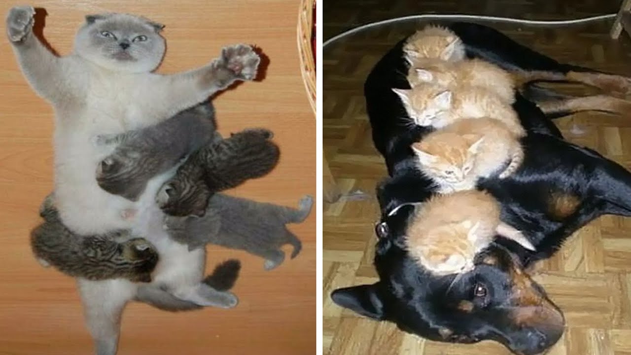 Funny Pics Of People And Animals Accepting Uncommon Situations YouTube funny-pics-of-people-and-animals-accepting-uncommon-situations-youtube