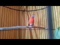 #RS #Spinuscucullata #redsiskin kicau red siskin diluet bikin betina cepat birahi