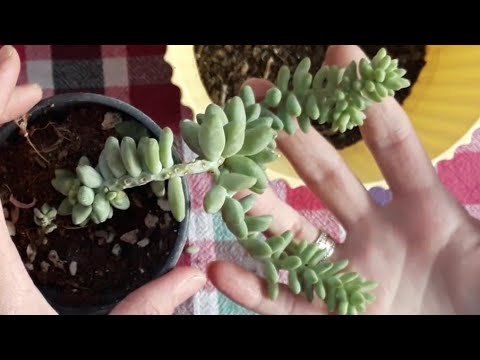 Video: Echeveria o'simlik haqida ma'lumot: Echeveria Parva o'simliklariga qanday g'amxo'rlik qilish kerak