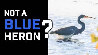 Bird Facts: What is THIS Heron called?
