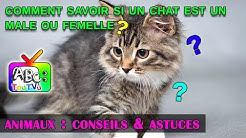 Comment savoir si un chat est un male ou femelle?
