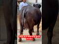 जल्द आने वाला है पूरा वीडियो😻😻#buffalo #animals #farming #dairy #dairyfarm #murrah #farm #bull