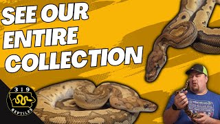 Celebrity 2024 Ball Python Collection Tour: Unveiling the Hidden Gems Profile