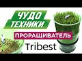Чудо техники. Проращиватель Tribest FL-3000, польза ростков, технологии проращивания