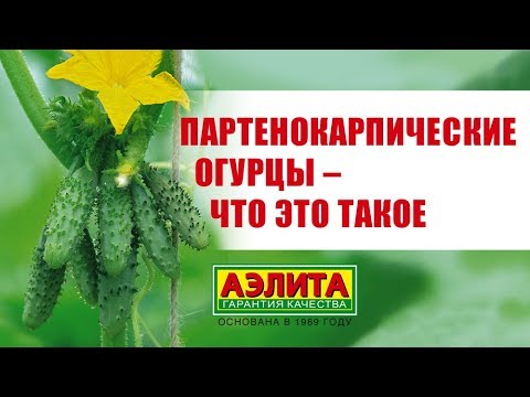 Партенокарпические огурцы, ГИБРИДЫ И ГМО!