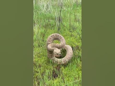 This is what a rattlesnake sounds like #shorts - YouTube