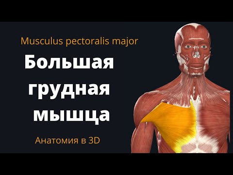 Большая грудная мышца. Musculus pectoralis major. Краткий 3-D анатомический обзор.