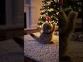This Tiny Kitten Decorating the Tree Will Melt Your Heart ❤️🎄 #cat #shorts