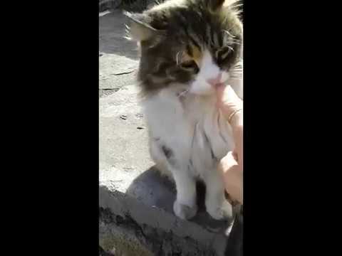 Видео: Здраве на котки: Ветеринарен съвет за заведете котката си на Деня на ветеринарните лекари