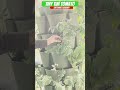 Tiny Tim Tomato in a Leaf GreenStalk || Zone 7B || Urban Garden || Short 103 || Steffanie’s Journey