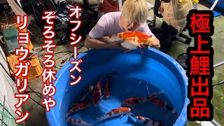 超極上完美品‼️本物 沼田晏広 『鯉』肉筆 共箱 楽天市場】佐藤晋伍 「 金運大昇鯉 」 日本画 F6 ( 6号 ) : 内田画廊