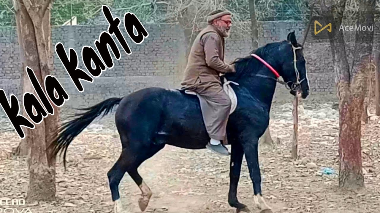 Kala Kanta pakistani . for sale , butifull black horse , 0333. 8320024