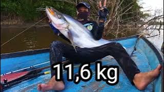 Lais tembiring terbesar 11,6 kg./  Rekor baru. PENASARAN..??? jangan di skip.!!