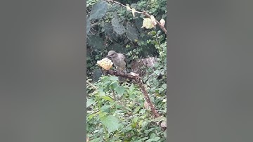 cara pikat burung trucukan dengan mudah #pikatburung