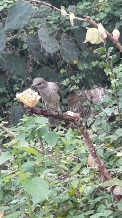 cara pikat burung trucukan dengan mudah #pikatburung
