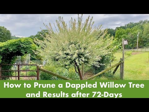 וִידֵאוֹ: איך לגזום עצי ערבה יפנית: טיפים לגיזום ערבה יפנית