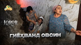 картинка: Гиёҳванд овсин... Iqror, 602 - son