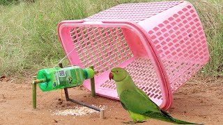 Creative Quick Parrot Trap Make From Basket And Plastic Bottle - Fantastic Bird Trap