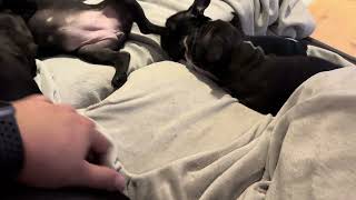 French bulldog puppies taking on dad | Day 59